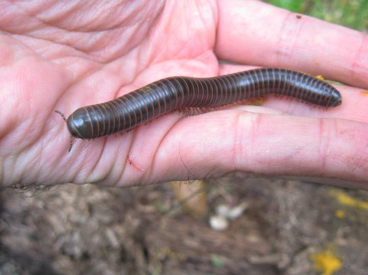 Millipede